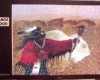 American Indian Film Festival 1989