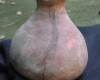 Native American Prehistoric Item - Mississippian Water Bottle Pottery